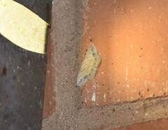 Scopula umbilicata