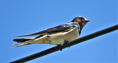 Hirundo rustica rustica