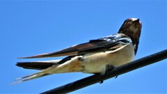 Hirundo rustica rustica