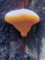 Piptoporus australiensis
