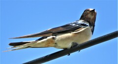 Hirundo rustica rustica