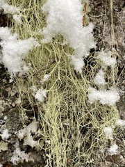 Alectoria sarmentosa