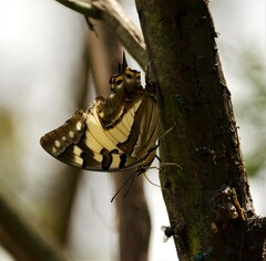 Charaxes sempronius