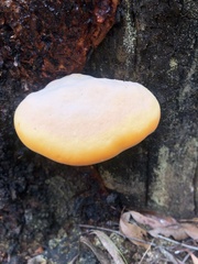 Piptoporus australiensis