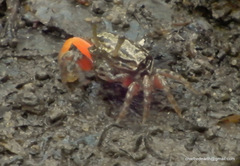 Austruca annulipes