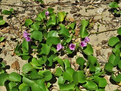 Ipomoea pes-caprae brasiliensis