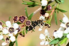 Scrobiger splendidus