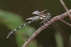 Austroepigomphus praeruptus