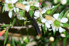 Pseudolycus haemorrhoidalis