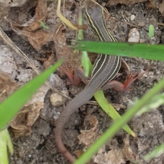 Aspidoscelis motaguae