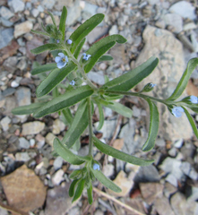 Lappula occidentalis