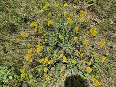Helichrysum cymosum