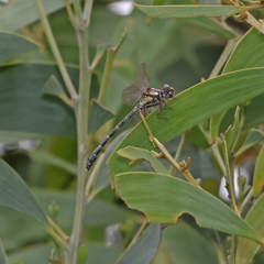 Austroepigomphus praeruptus