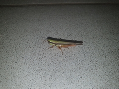 Catantopinae