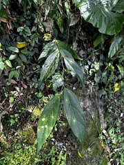 Celtis tetrandra