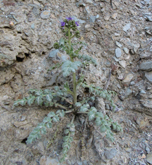 Phacelia glandulosa