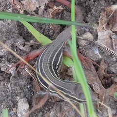 Aspidoscelis motaguae