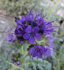 Phacelia glandulosa