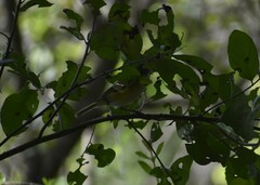 Vireo gilvus