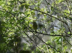 Vireo gilvus