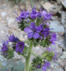 Phacelia glandulosa