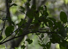 Vireo gilvus