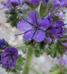 Phacelia glandulosa