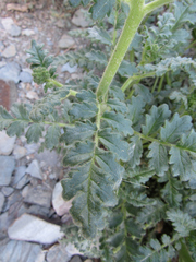 Phacelia glandulosa