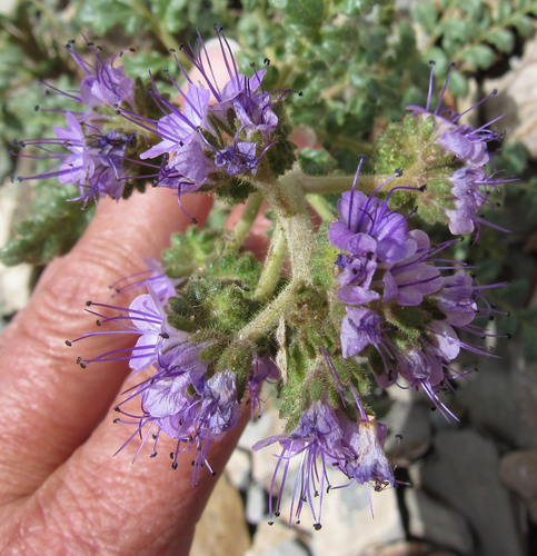 Glandular phacelia (Phacelia glandulosa)