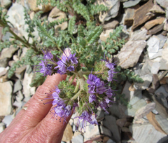 Phacelia glandulosa