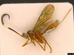 Australoglypta