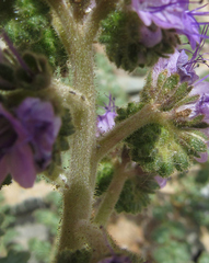 Phacelia glandulosa