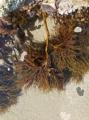 Cystophora moniliformis