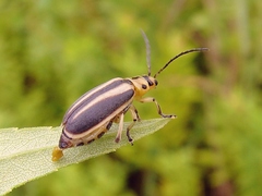 Trirhabda bacharidis