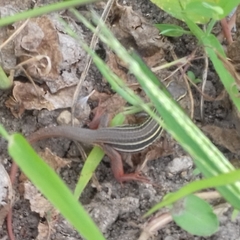 Aspidoscelis motaguae