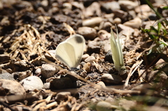 Dismorphiinae