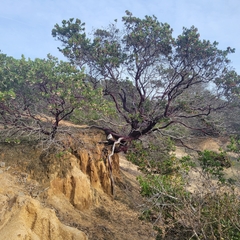 Arctostaphylos montereyensis