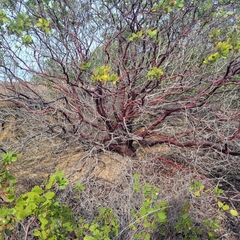 Arctostaphylos montereyensis