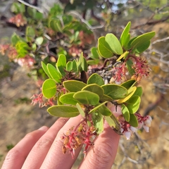 Arctostaphylos montereyensis