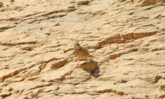 Ammomanes deserti