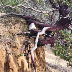 Arctostaphylos montereyensis