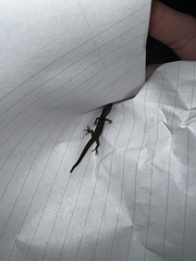 Sphaerodactylus grandisquamis