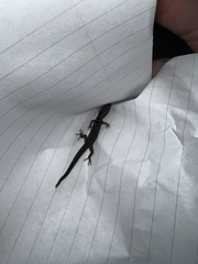 Sphaerodactylus grandisquamis