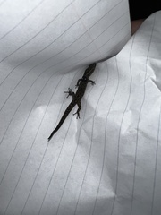Sphaerodactylus grandisquamis