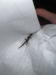 Sphaerodactylus grandisquamis
