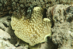 Duncanopsammia peltata