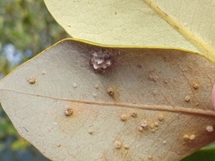 Ceroplastes sinensis