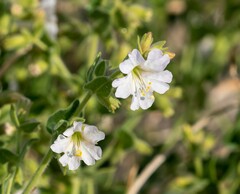 Mirabilis