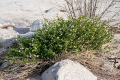 Mirabilis