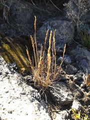 Agrostis tolucensis